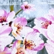 Butterfly Lotus Quilt Lightweight Bedspread for a Queen Size Bed 200x220cm mod.4