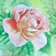 Fiori Magnolia Trapunta Copriletto Leggero Letto Una Piazza e Mezza 200x220cm mod.8
